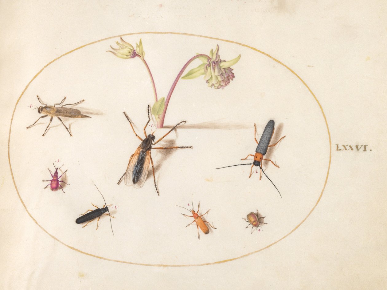 Tallerken 76: Insekter med en lyserød og cremet akeleje af Joris Hoefnagel
