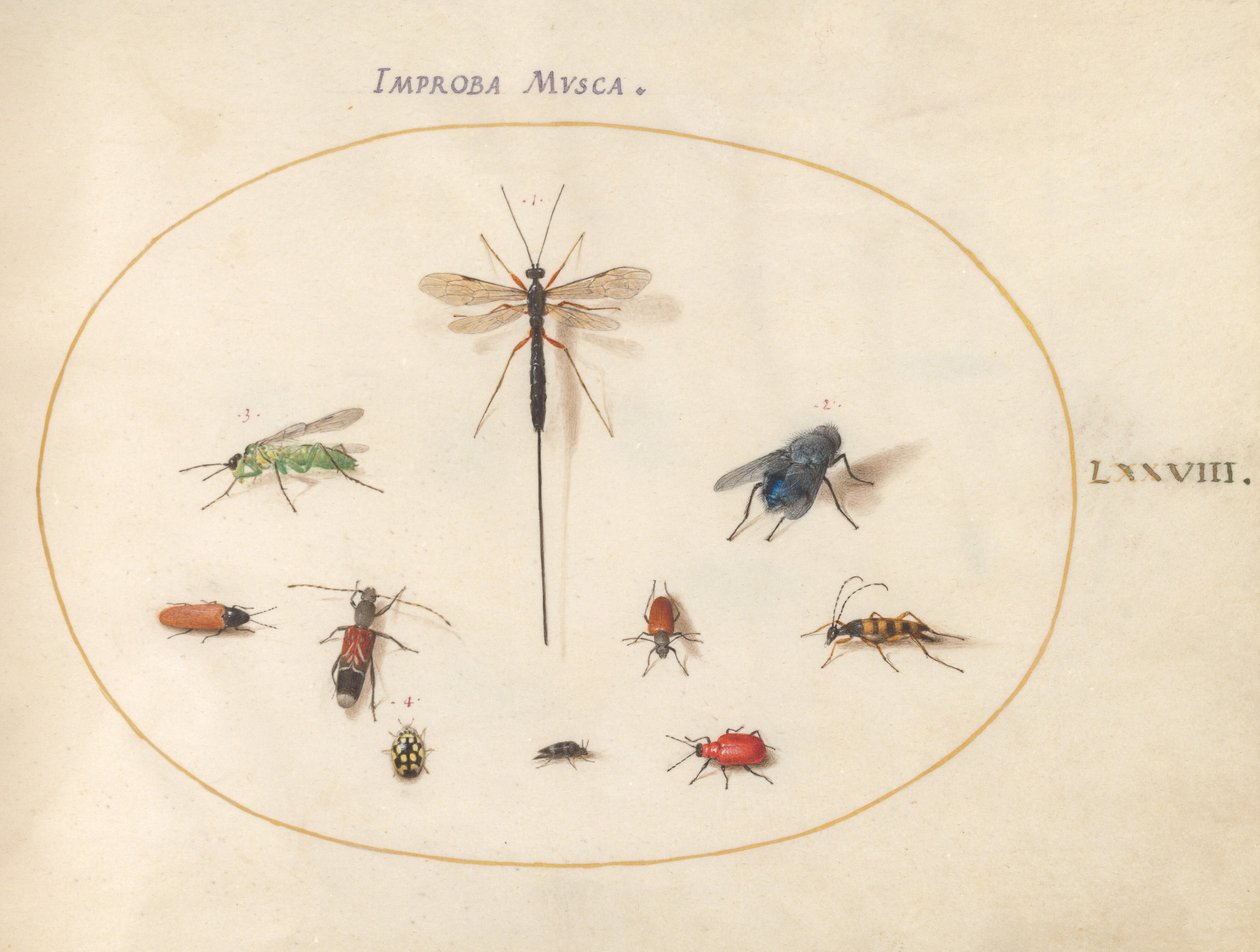 Plade 78: Ti insekter, inklusive en blå flue af Joris Hoefnagel