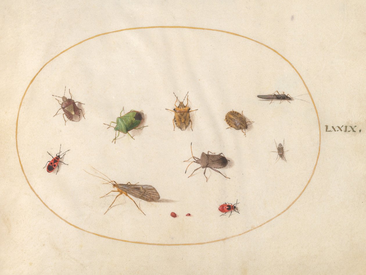 Plade 79: Tolv insekter, inklusive skjoldbugs af Joris Hoefnagel