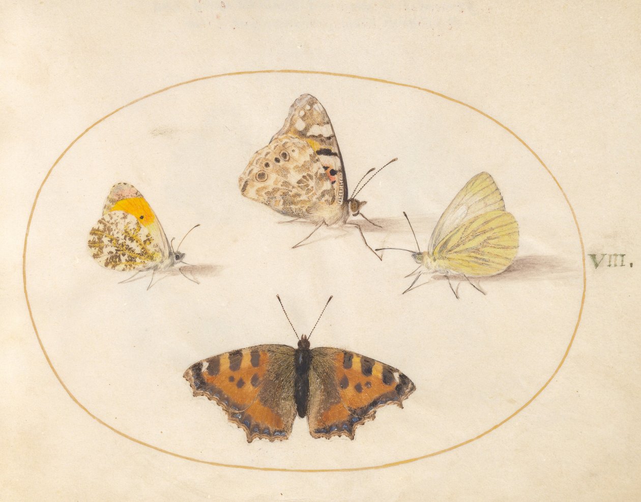 Tavle 8: Orange Tip, Painted Lady, Southern Small White og Small Tortoiseshell af Joris Hoefnagel