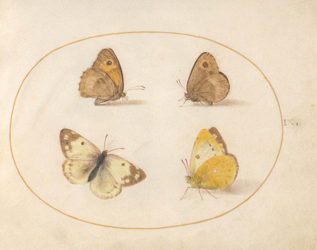 Plade 9: Engbrune, Gatekeeper, Clouded Yellow og Badehvide sommerfugle af Joris Hoefnagel