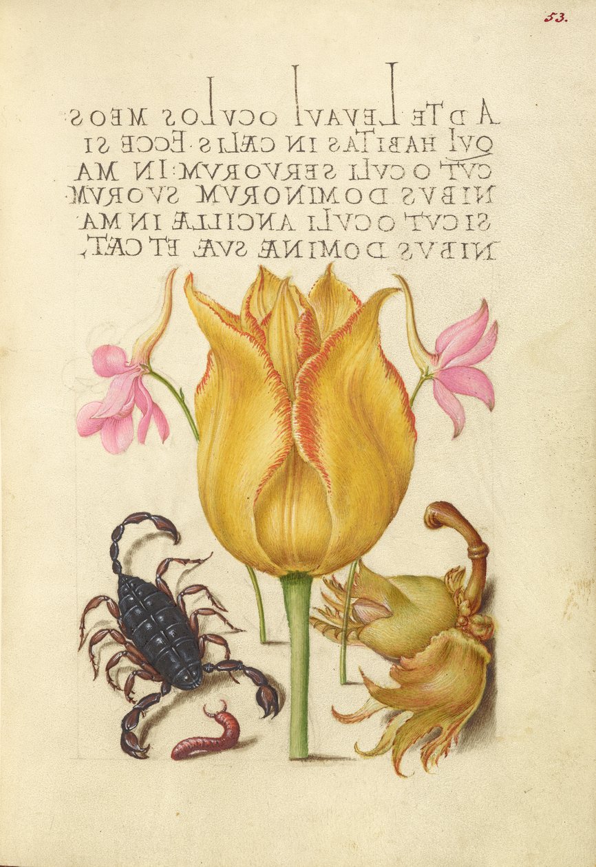 Rocket Larkspurs, Tulip, Scorpion, Millepede og European Filbert af Joris Hoefnagel