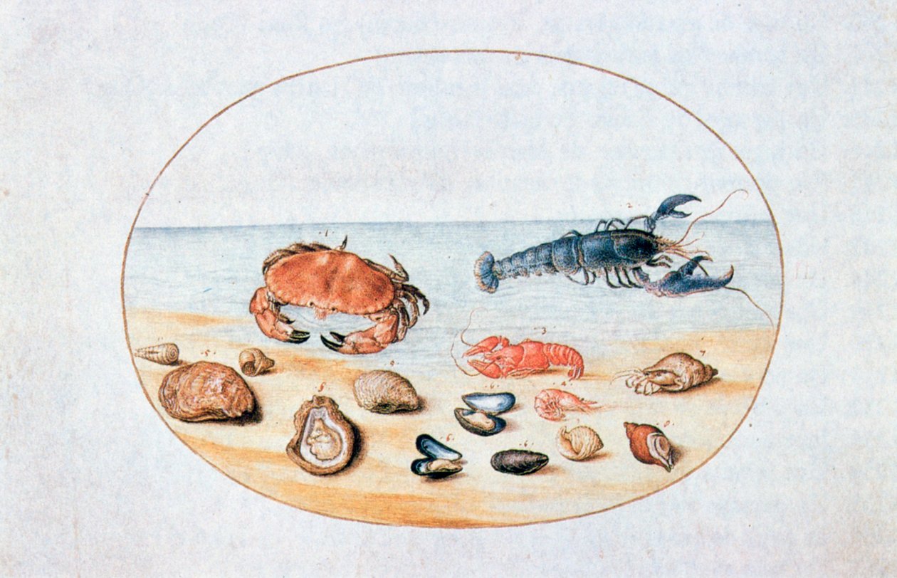 Skaller og skaldyr, 1500-tallet af Joris Hoefnagel