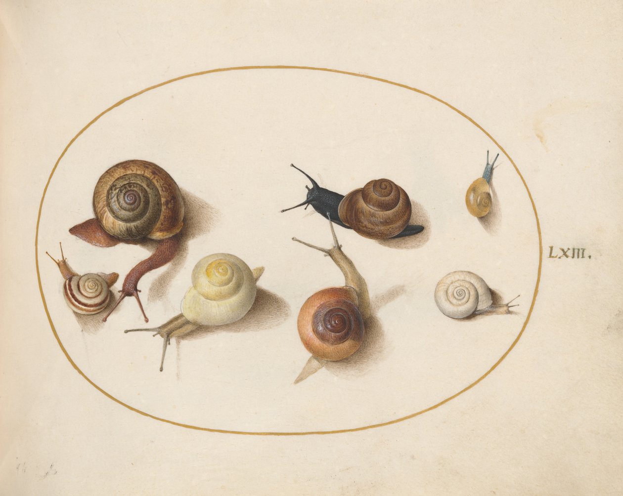 Snail, c.1575-80dani af Joris Hoefnagel