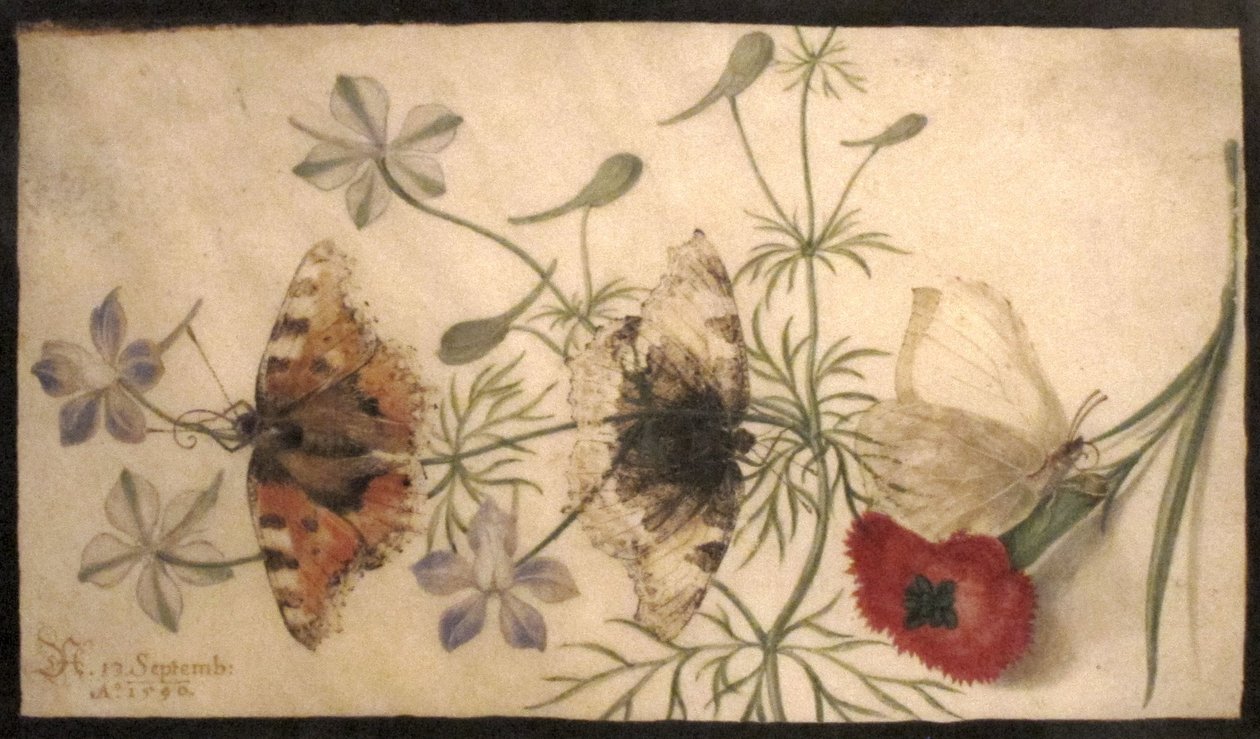 Studier af blomster og sommerfugle af Joris Hoefnagel