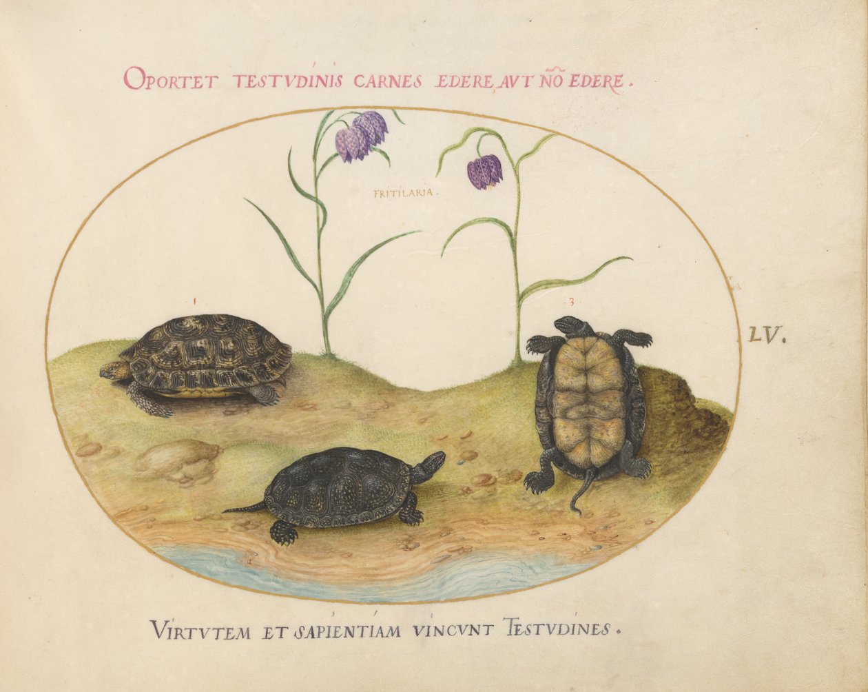 Skildpadde, ca. 1575-80 af Joris Hoefnagel