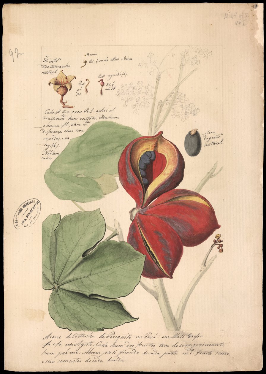 Theobroma bicolor, 1785. af José Joaquim Freire