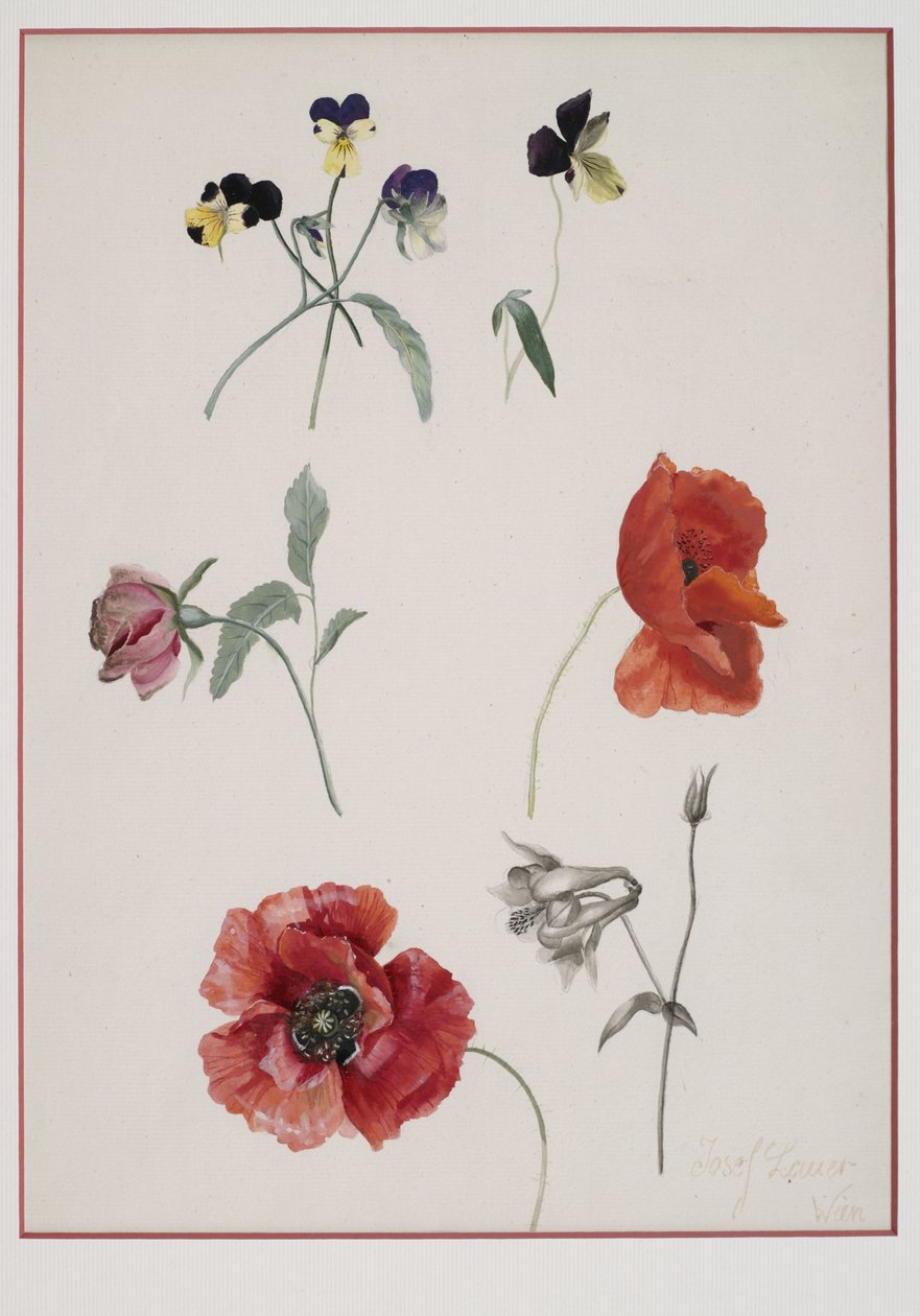 blomst af Josef Lauer