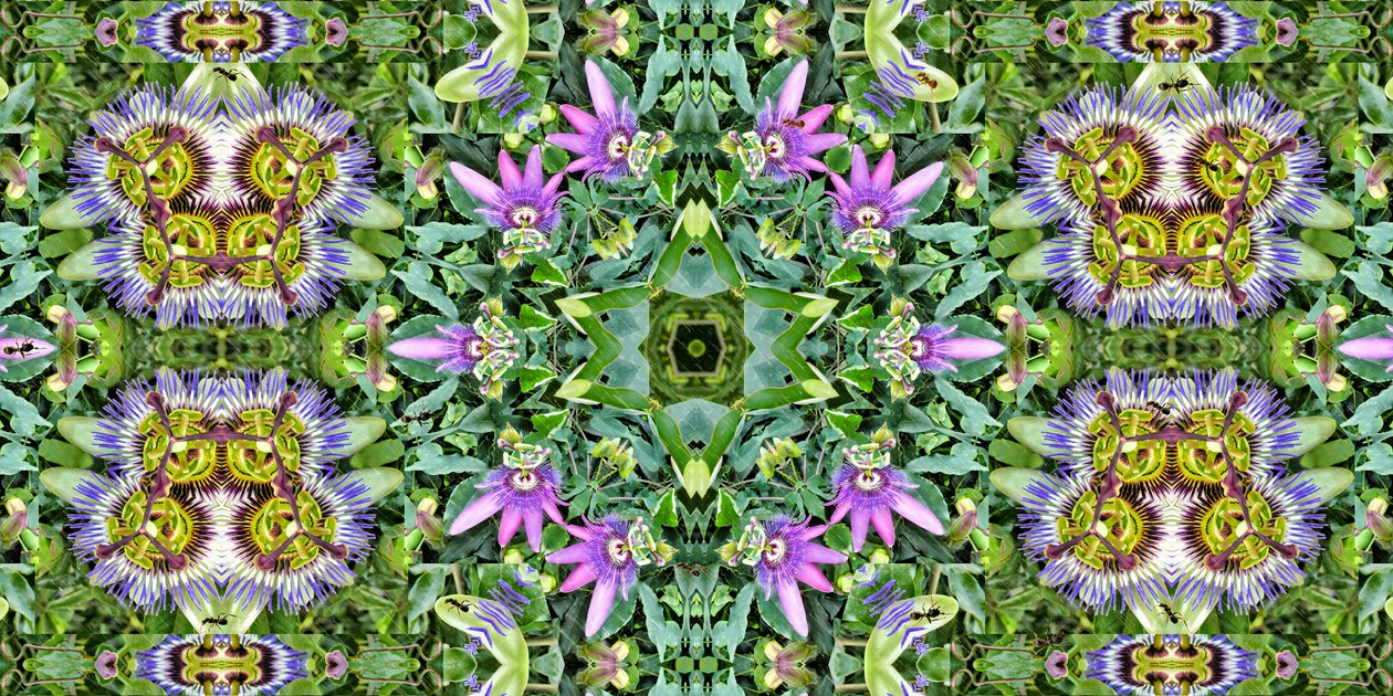 Væsner: Myrer i passionsblomstfeltet af Josef Johann Michel