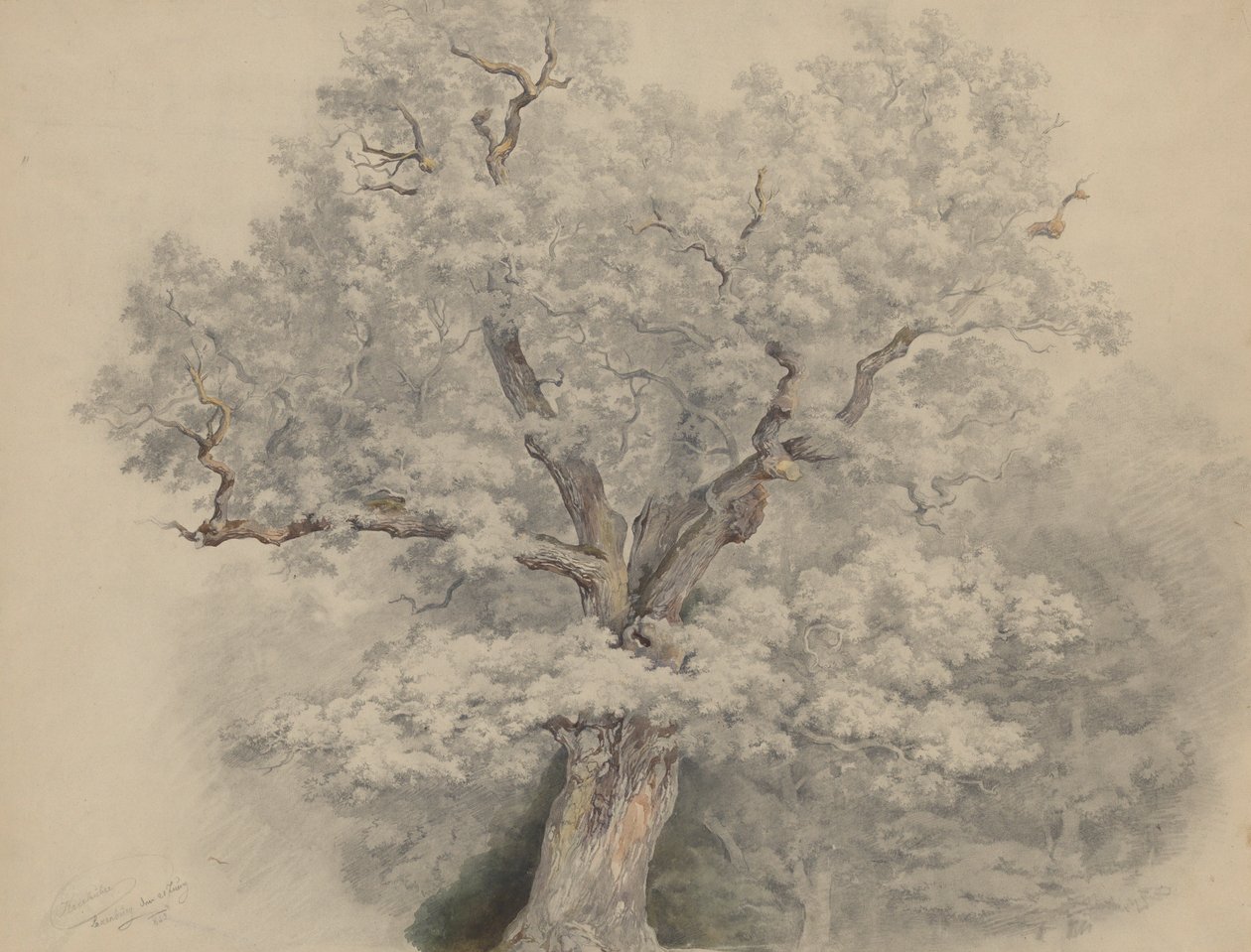 Træundersøgelse fra Laxenburg af Josef Kriehuber