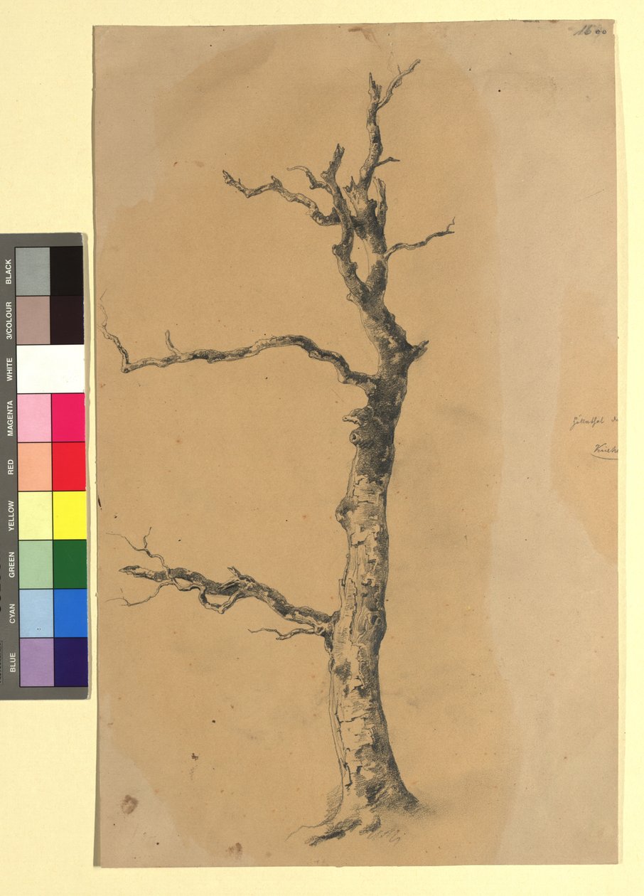 Studie eines kahlen Baumes af Josef Kriehuber
