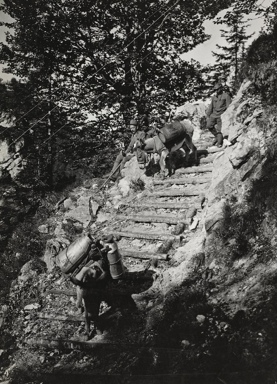 Album "Min verdenskrig - minder om den sydvestlige front i Kärnten, Italien, Trentino-Alto Adige) 31/03/1915-12/11/ 1918 - Josef Zohles Wien ": Hærens muldyr langs en stejl af af Josef Zohles