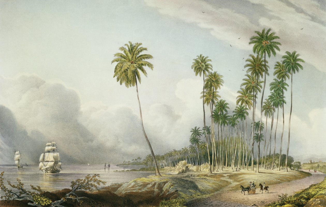 Cocoa Nut Walk on the Coast, Near Runaway Bay, plade 15 fra "West Indian Scenery: Illustrations of Jamaica", graveret af kunstneren, pub. 1838-40 af Joseph Bartholomew Kidd