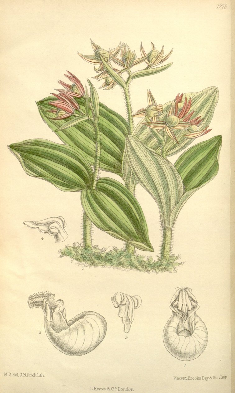 Cypripedium fasciculatum af Joseph Dalton Hooker