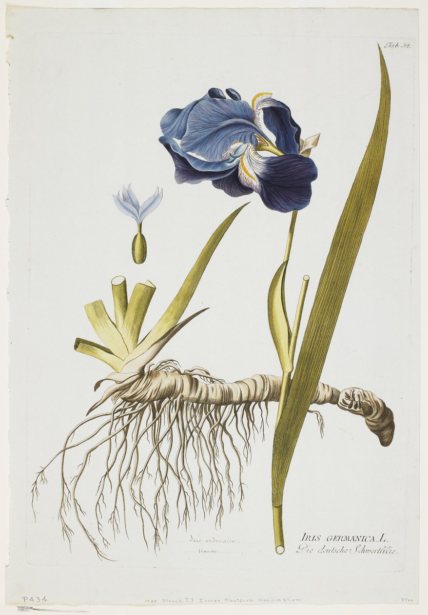 Iris Germanica, fra Icones Plantarum Medicinalium, 1788-1812 (håndfarvet gravering) af Joseph Jacob Plenck