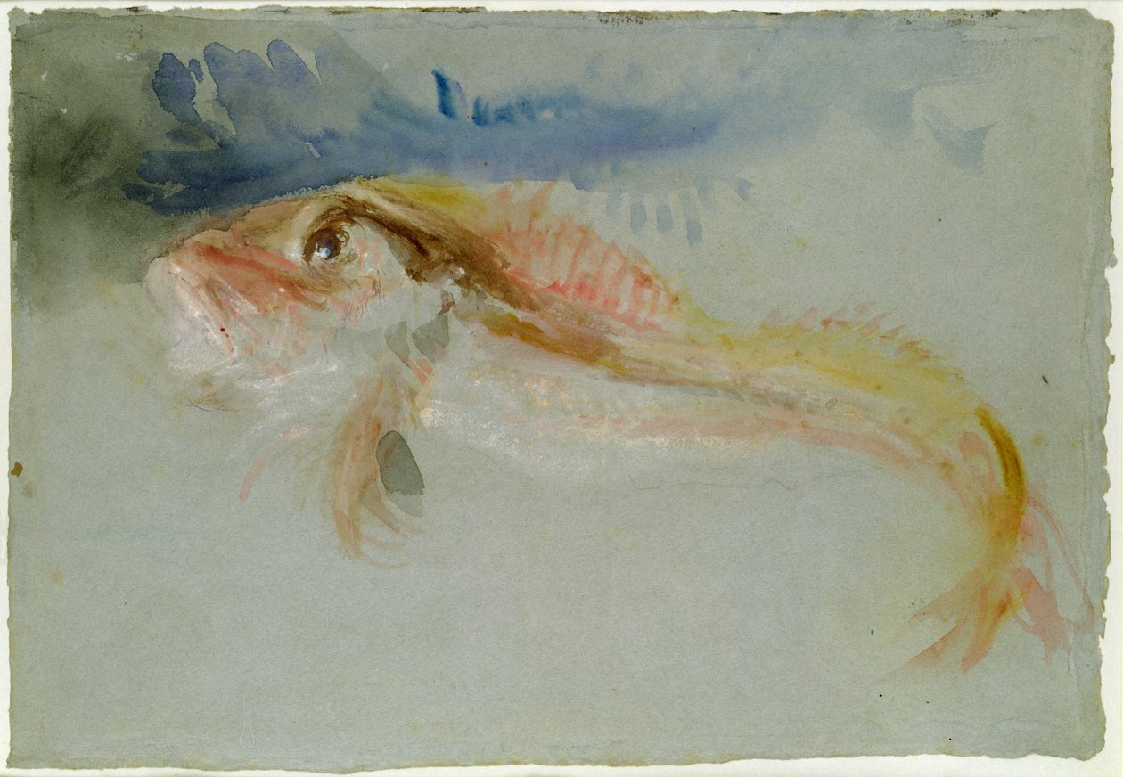 En Gurnard af Joseph Mallord William Turner