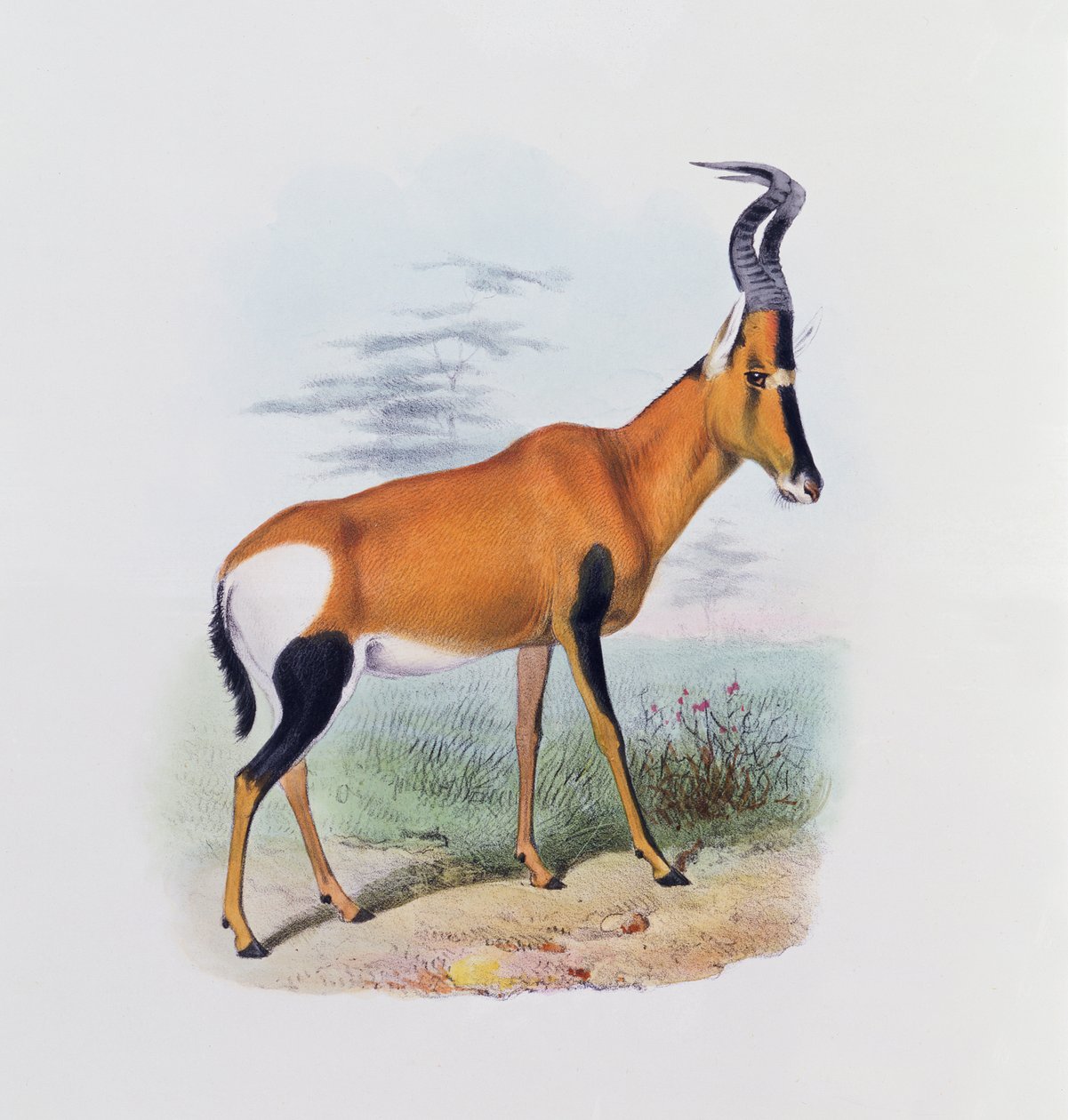 Antilope, fra 