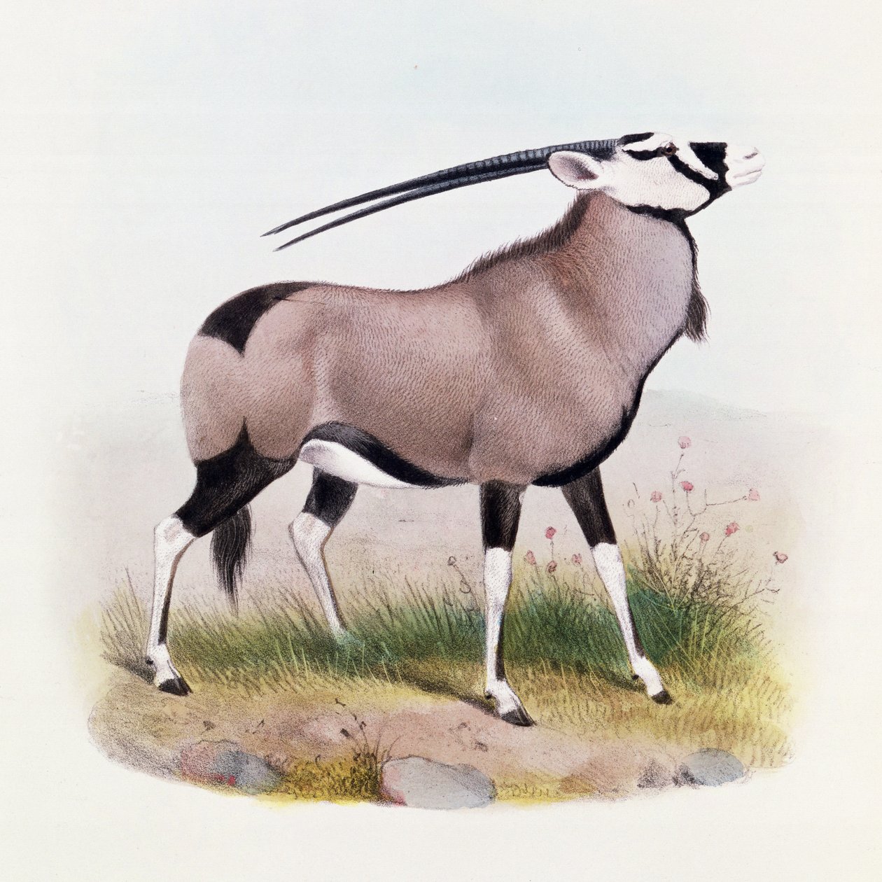 Gemsbok, fra 