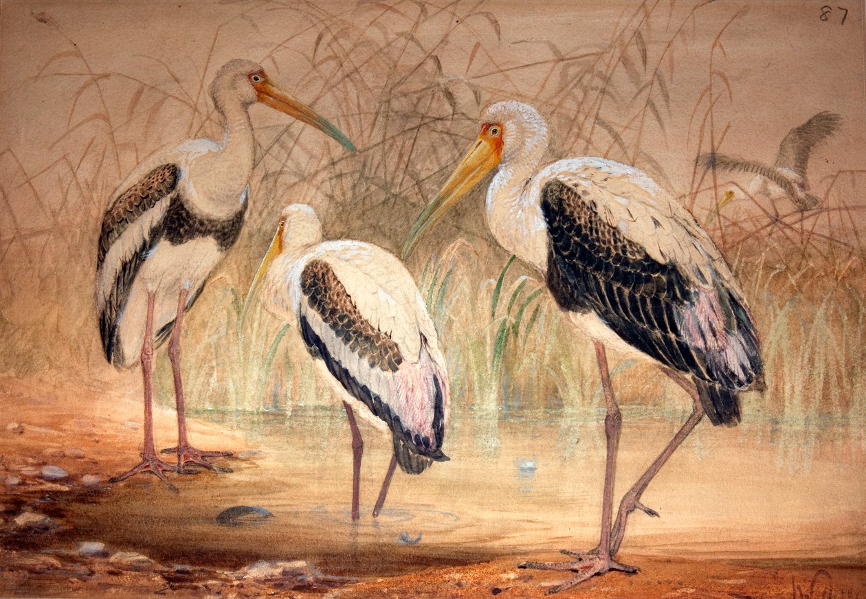 Afrikansk Tantalus (Pseudotantalus ibis), 1856-67 (wc og blyant på papir) af Joseph Wolf
