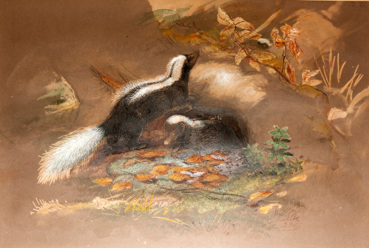 Amerikansk stinkdyr af Joseph Wolf