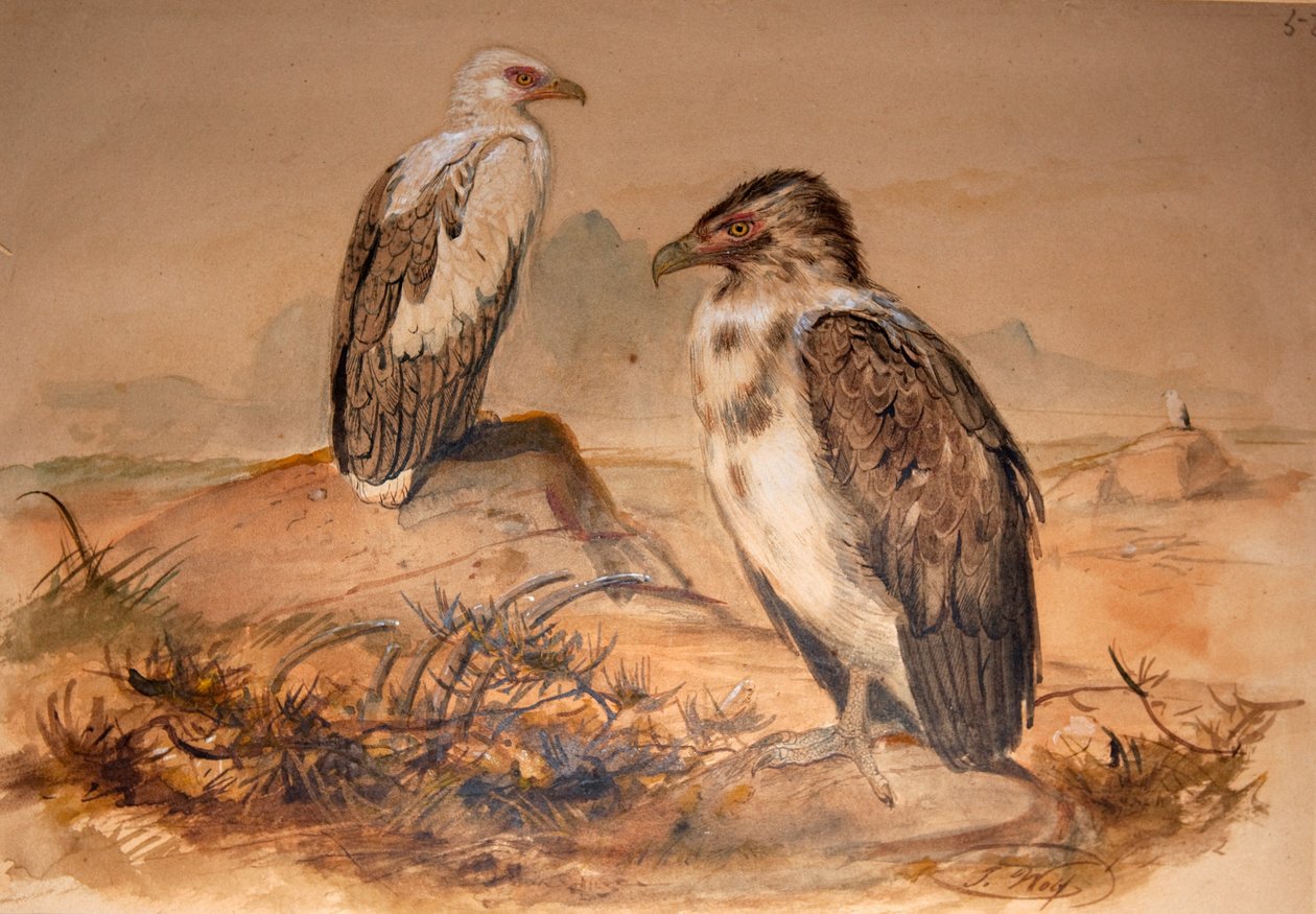 Angola-grib (Gypohierax angolensis), 1856-67 af Joseph Wolf