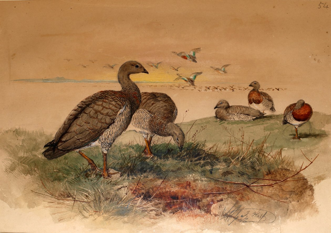 Askehovedet gås (Chloephaga poliocephala), 1852-54 af Joseph Wolf