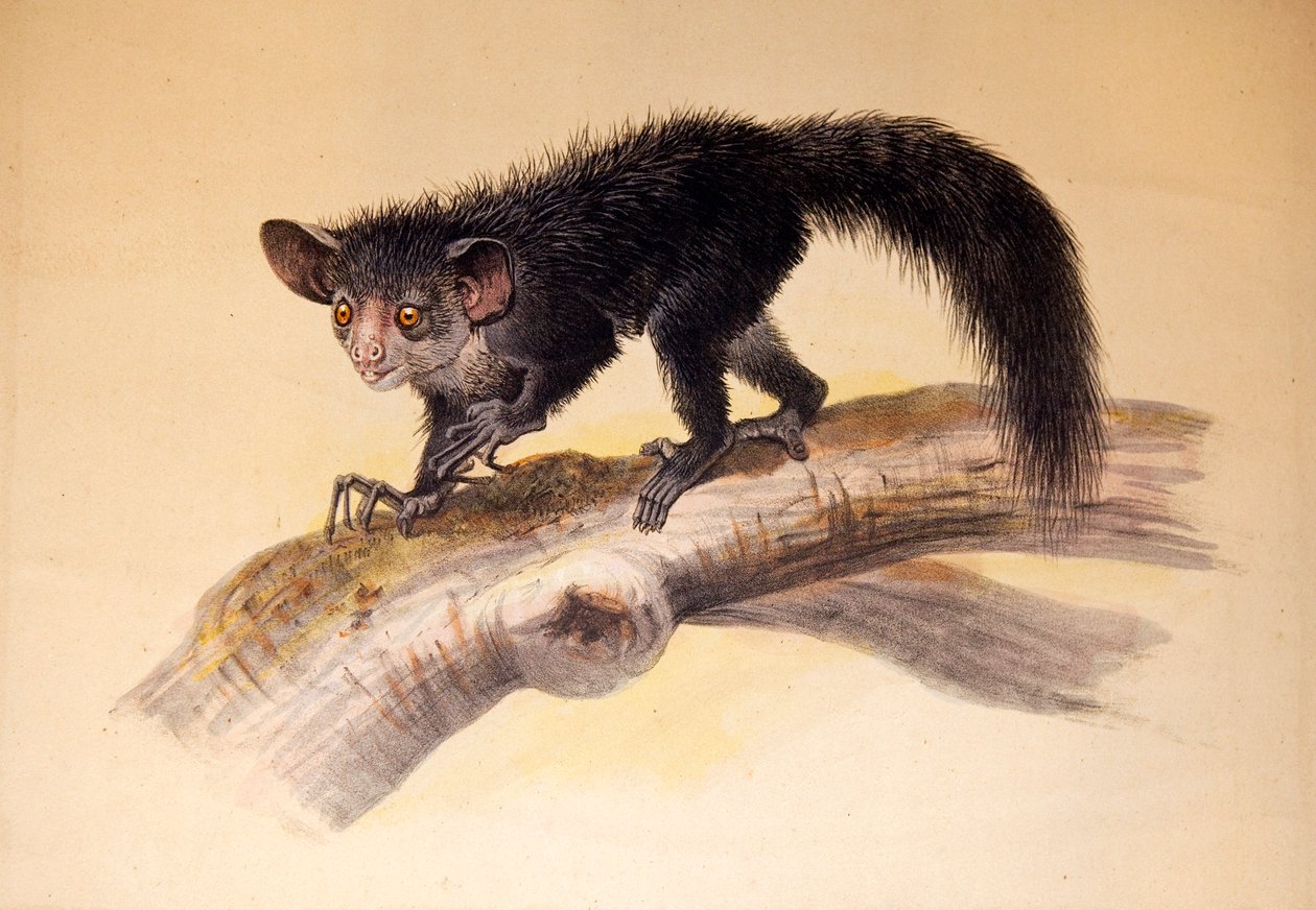A-A, 1861 af Joseph Wolf