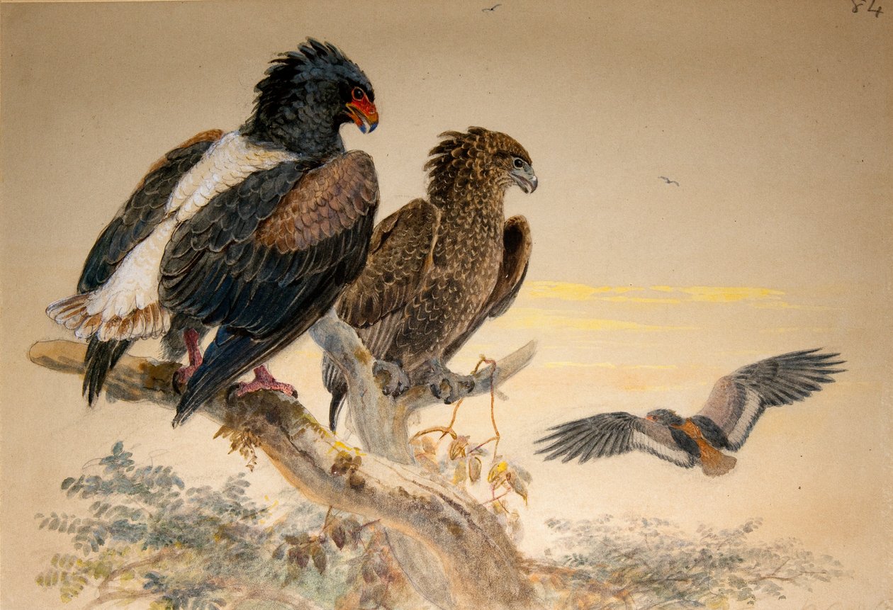 Bataleur Eagle (Helotarsus ecaudatus), 1856-67 (wc og blyant på papir) af Joseph Wolf