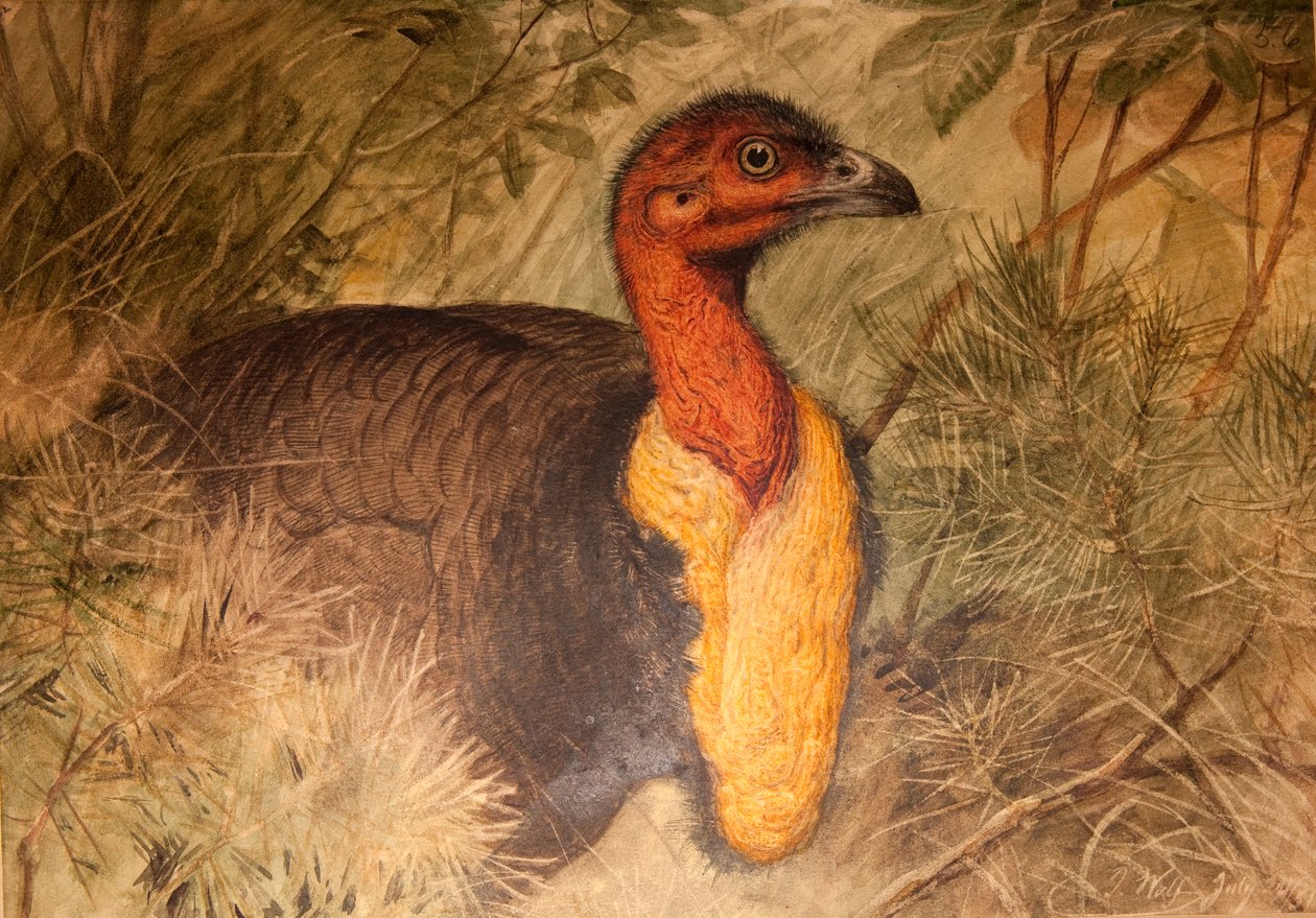 Pensel Tyrkiet (Talegalla lathami), ca. 1851-76 (wc og blyant på papir) af Joseph Wolf