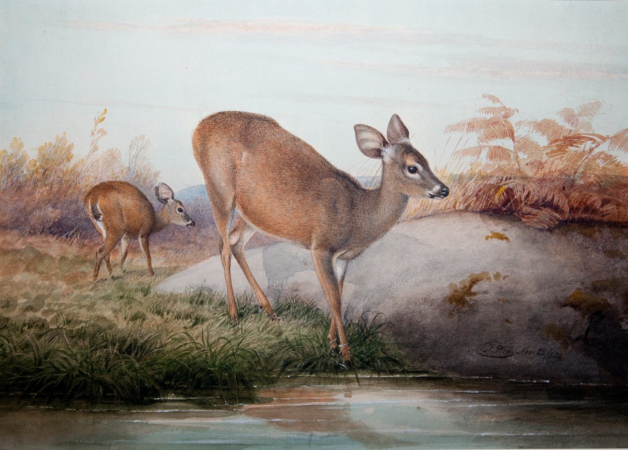 California Deer, ca. 1850 af Joseph Wolf