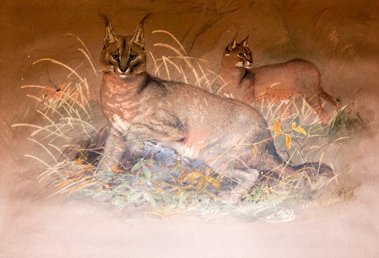 Caracal, 1851-69 af Joseph Wolf