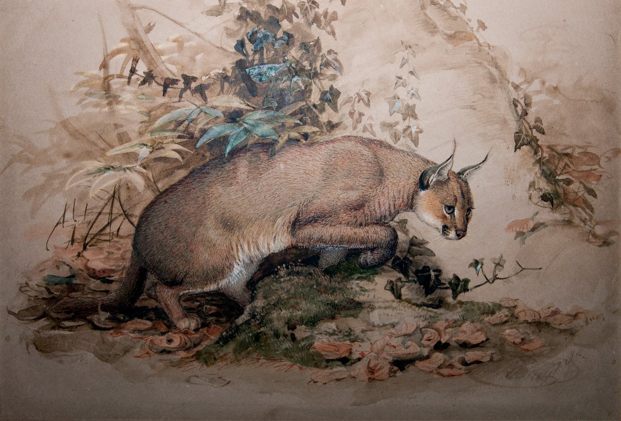Caracal, 1851-69 af Joseph Wolf
