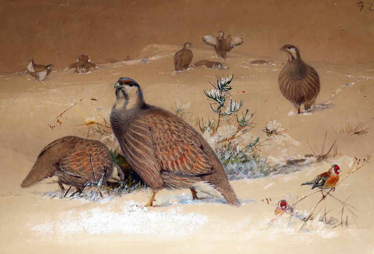 Kaspisk sneagerhøne (Tetraogallus caspius), 1852-54 af Joseph Wolf