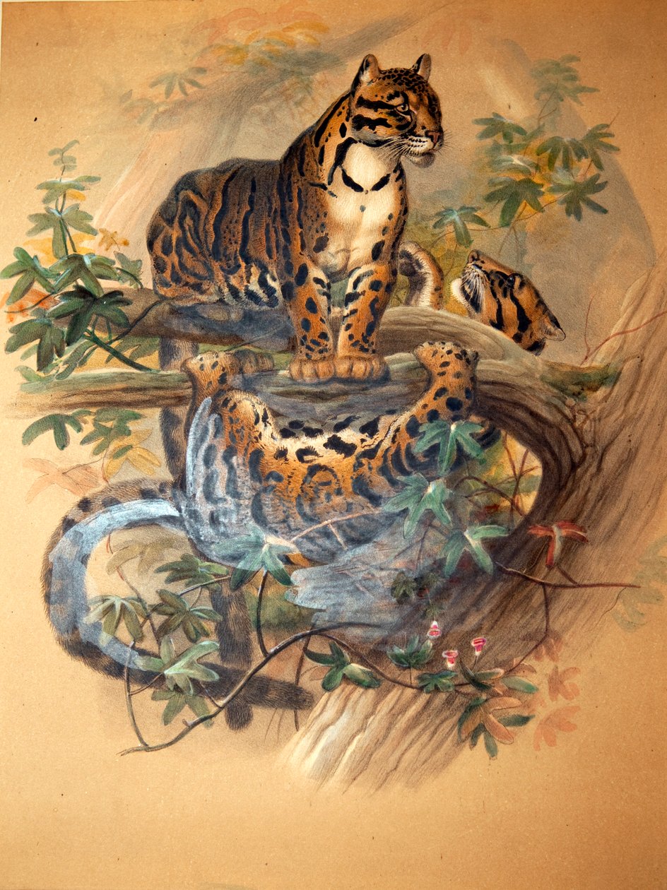 Skyet leopard, 1861 af Joseph Wolf