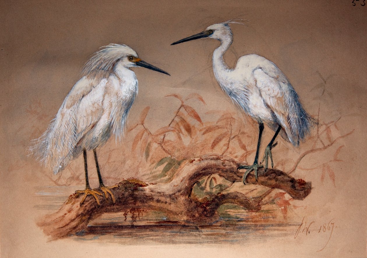 Egrets (Ardea candidissima: Arda garzetta), 1867 (wc og blyant på papir) af Joseph Wolf