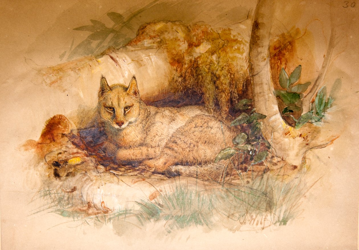 Egyptisk kat, 1851-69 af Joseph Wolf