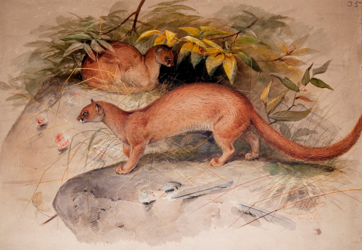 Eyra (Felis eyra), 1851 af Joseph Wolf
