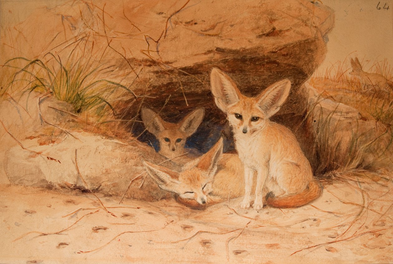Fennec Fox - Canis cerdo af Joseph Wolf