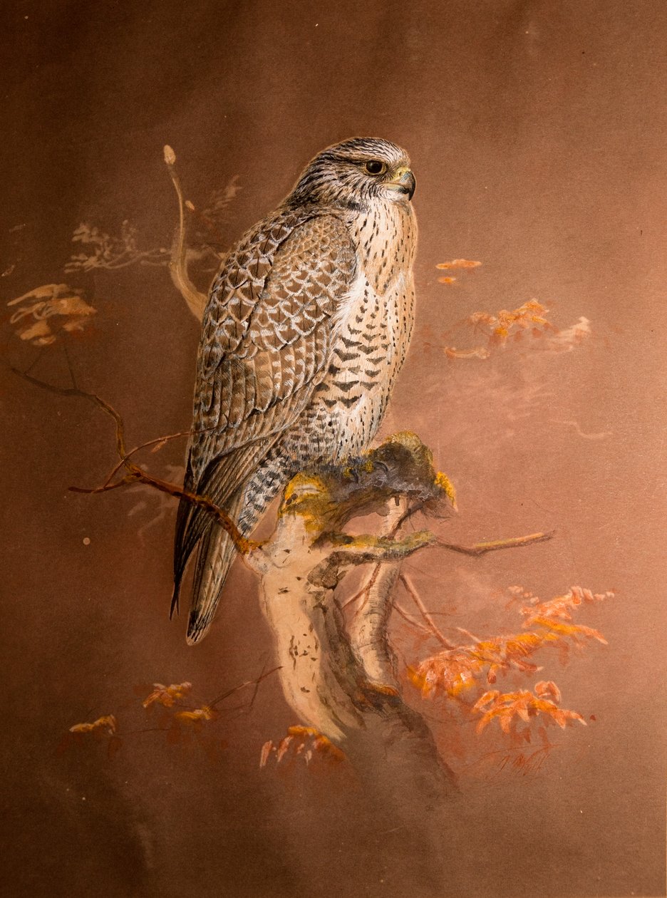 Island Falcon (Hierofalco islandus), 1856-67 (wc og blyant på papir) af Joseph Wolf