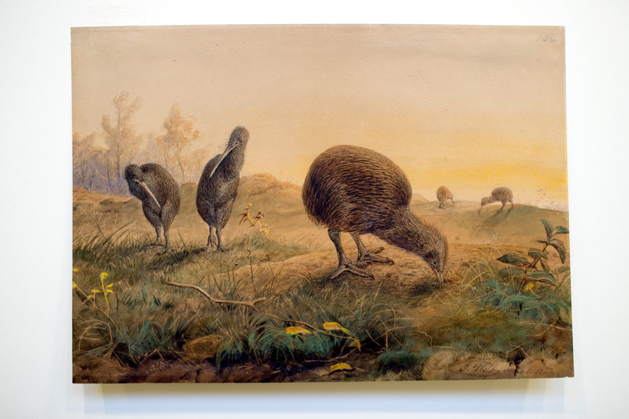 Kiwi Mantells, 1852 af Joseph Wolf