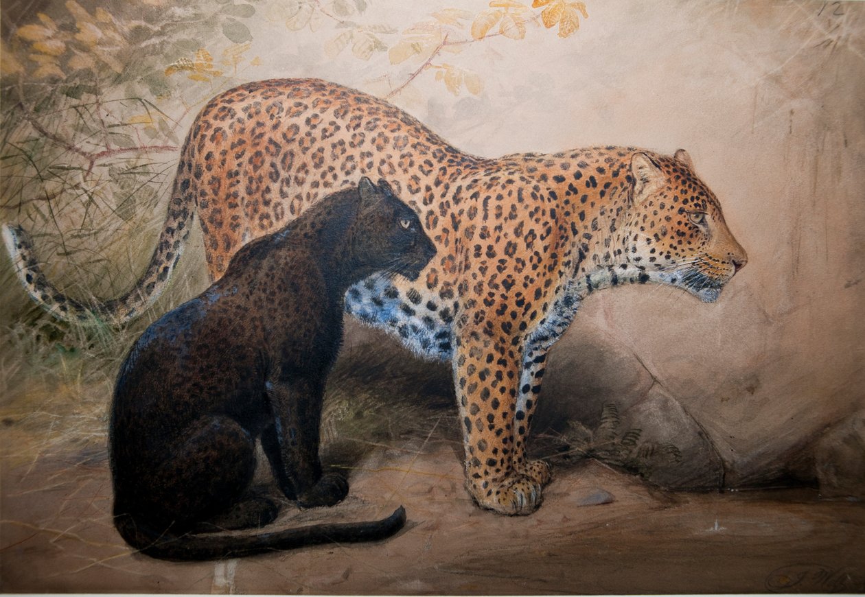 Leoparder, 1851-69 af Joseph Wolf