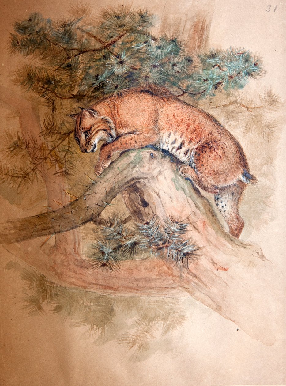 Norsk Lynx, 1851-69 af Joseph Wolf