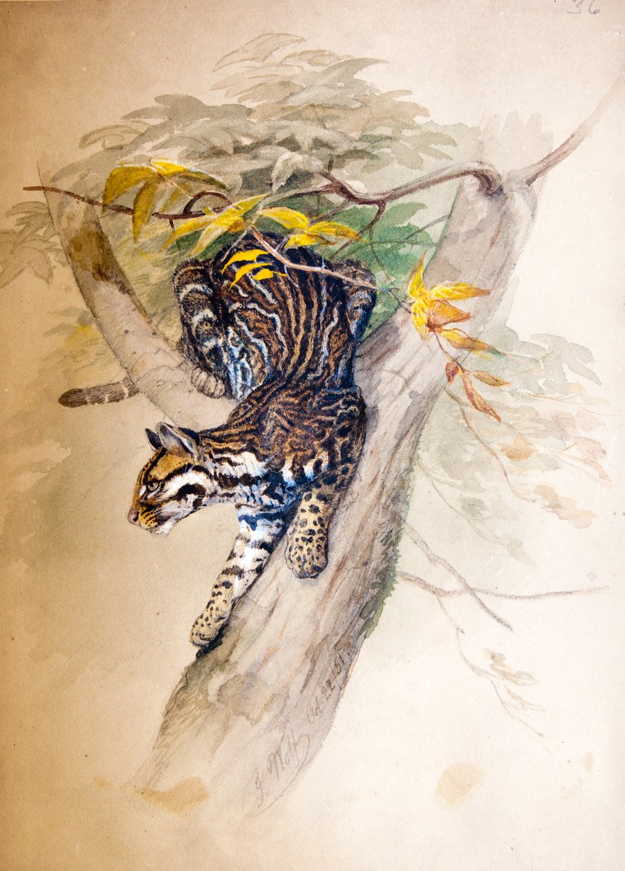Ocelot, 1851-52 af Joseph Wolf