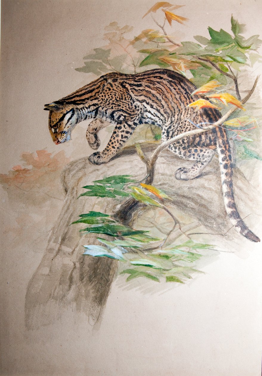 Ocelot, 1851-52 af Joseph Wolf