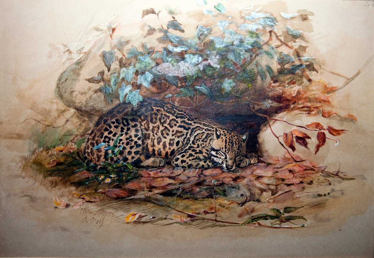 Ocelot, 1851-52 af Joseph Wolf
