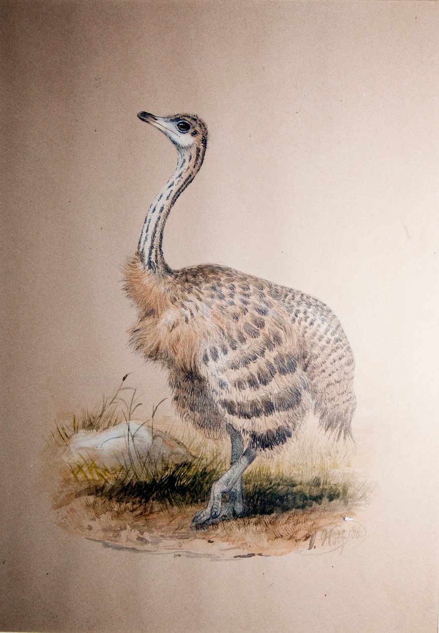 Struds, ca. 1850 af Joseph Wolf