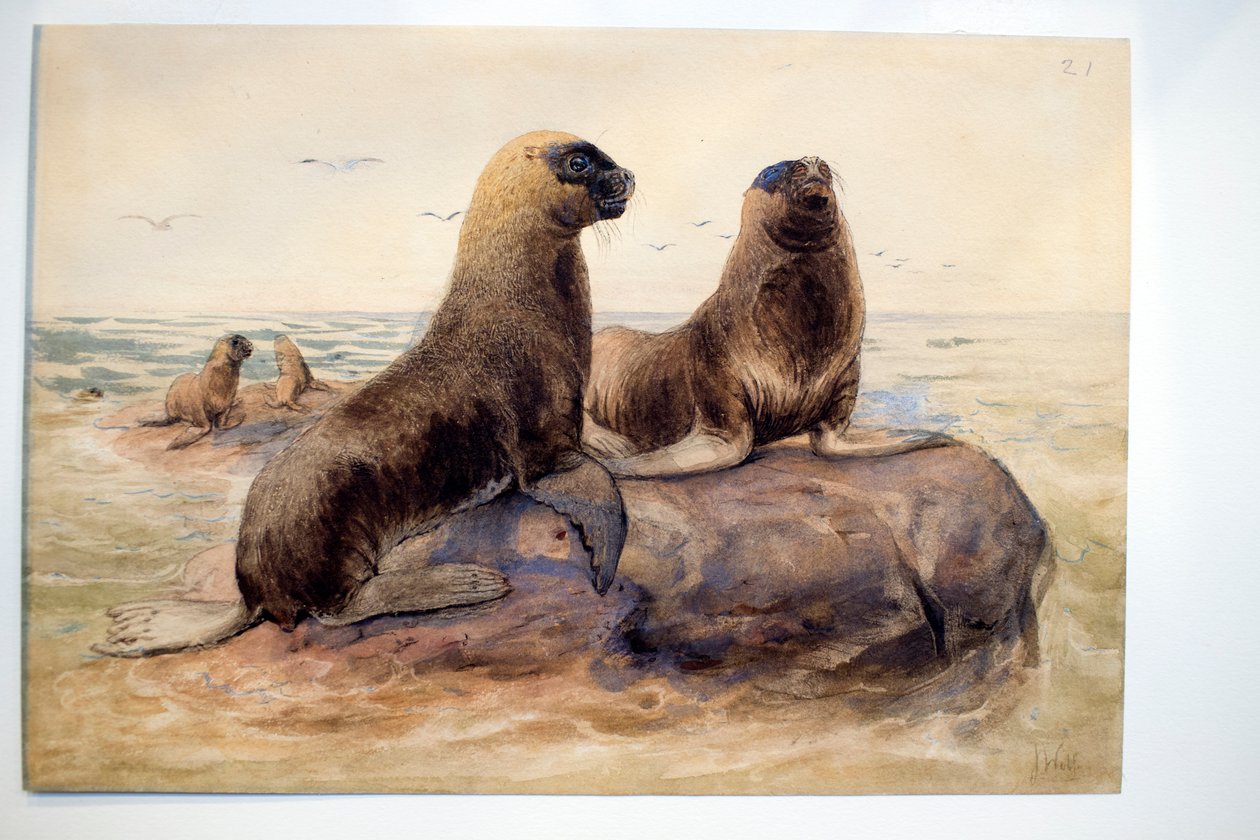 Patagoniske søløver, ca. 1865 af Joseph Wolf