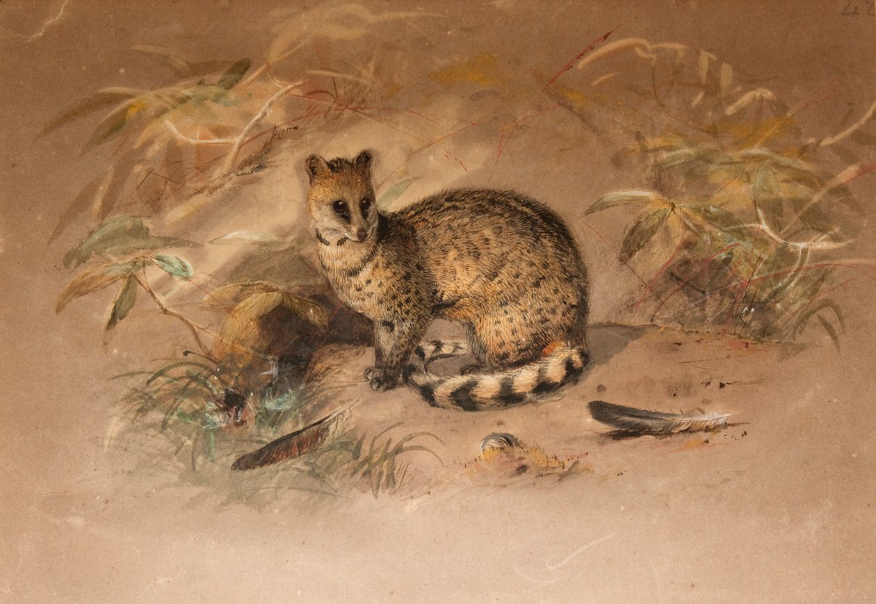 Rasse - Vivericula malaccensis af Joseph Wolf
