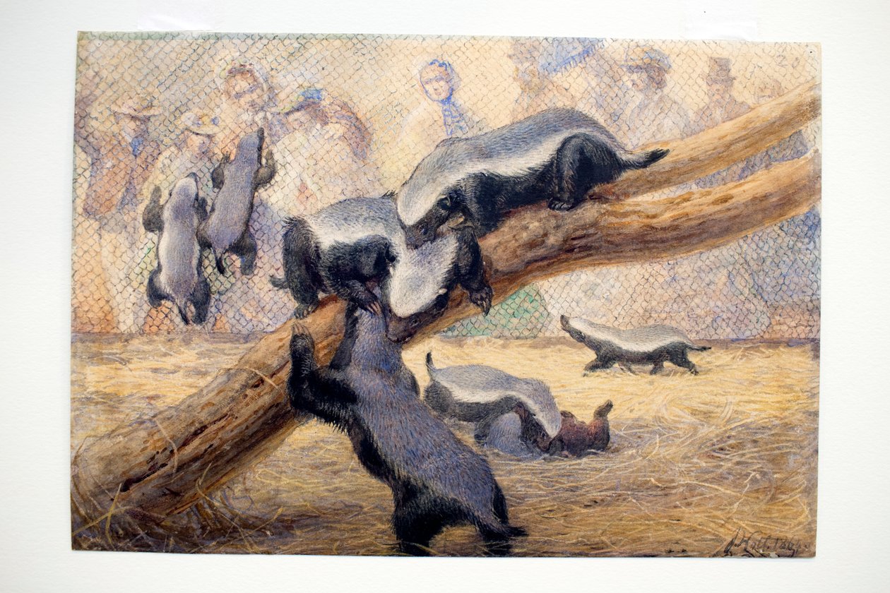 Ratels, 1864 af Joseph Wolf