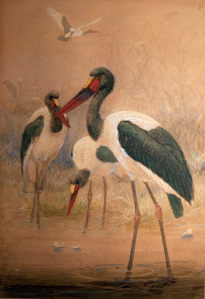 Sadelnæbbet stork (Xenorhynchus senegalensis), 1856-67 af Joseph Wolf